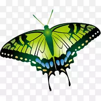 蝴蝶昆虫飞蛾剪贴画-蝴蝶-空若网 蝴蝶昆虫飞蛾剪贴画-蝴蝶-空若网