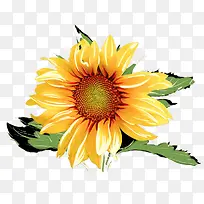水彩太阳花-空若网 水彩太阳花-空若网
