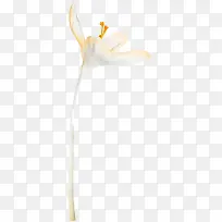 绽放白色花朵-空若网 绽放白色花朵-空若网