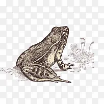 手绘青蛙线稿素材-空若网 手绘青蛙线稿素材-空若网