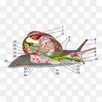 陆生蜗牛腹足解剖-空若网 陆生蜗牛腹足解剖-空若网