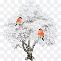 博客树冬装剪贴画-野猪-空若网 博客树冬装剪贴画-野猪-空若网