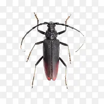 长着大犄角的昆虫高清免扣素材-空若网 长着大犄角的昆虫高清免扣素材-空若网