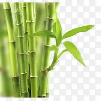 竹子竹叶背景-空若网 竹子竹叶背景-空若网