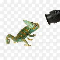 多彩变色龙-空若网 多彩变色龙-空若网