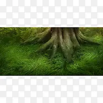 树根摄影背景-空若网 树根摄影背景-空若网