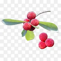 杨梅素材-空若网 杨梅素材-空若网