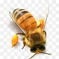 黄色小蜜蜂-空若网 黄色小蜜蜂-空若网