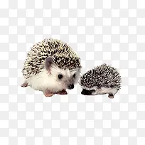 两只刺猬-空若网 两只刺猬-空若网