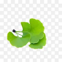 高清摄影绿色的的四叶草-空若网 高清摄影绿色的的四叶草-空若网