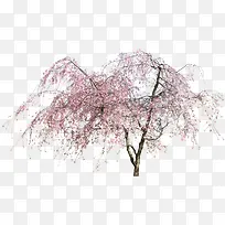 ÌÒÊ÷ ÌÒ»¨ Á¢ÃæÊ÷-¿ÕÈôÍø ÌÒÊ÷ ÌÒ»¨ Á¢ÃæÊ÷-¿ÕÈôÍø