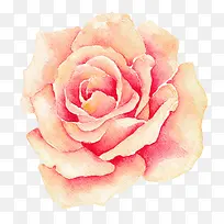 ˮ��õ�廨-������