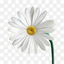 白色菊花洋甘菊-空若网 白色菊花洋甘菊-空若网