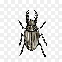 天牛-空若网 天牛-空若网