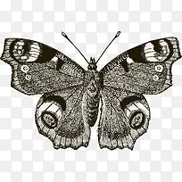 手绘素描飞蛾矢量图-空若网 手绘素描飞蛾矢量图-空若网