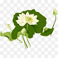 ��ɫ�ɻ�-������