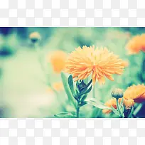 �̲ݵ��ϵĳ�ɫС����������-������