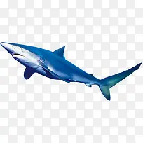 夏日摄影海报鲨鱼设计-空若网 夏日摄影海报鲨鱼设计-空若网