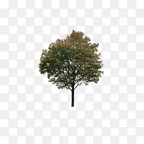 一棵树树林树枝-空若网 一棵树树林树枝-空若网