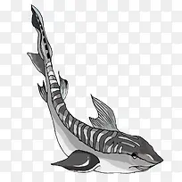 矢量鲸鱼素材-空若网 矢量鲸鱼素材-空若网