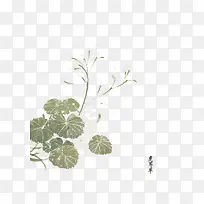 矢量虎耳草-空若网 矢量虎耳草-空若网