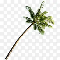 夏日椰子树沙滩摄影-空若网 夏日椰子树沙滩摄影-空若网