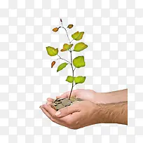 掌上种树-空若网 掌上种树-空若网