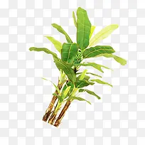 �Ž���ʵ��ͼ-������