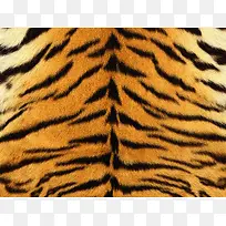 虎皮纹理背景-空若网 虎皮纹理背景-空若网