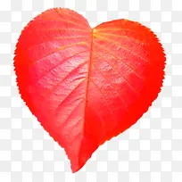 ������Ҷ-������