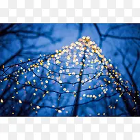 ҹ����֦�ϵĵ��ݺ�������-������