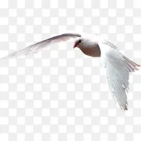摄影海边白色的海鸥飞翔-空若网 摄影海边白色的海鸥飞翔-空若网
