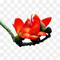 橙色木棉花艳丽-空若网 橙色木棉花艳丽-空若网