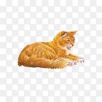 一只动物猫-空若网 一只动物猫-空若网