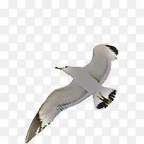 白色的海鸥-空若网 白色的海鸥-空若网