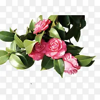 ��ɫõ�廨��ɫ��Ҷ������Ӱ-������