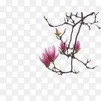 ��ɫ������-������