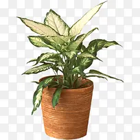 白色的叶子植物盆栽-空若网 白色的叶子植物盆栽-空若网