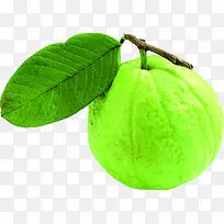 嫩绿新鲜水果树枝香瓜-空若网 嫩绿新鲜水果树枝香瓜-空若网