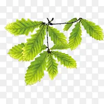 嫩绿春日树叶树枝-空若网 嫩绿春日树叶树枝-空若网
