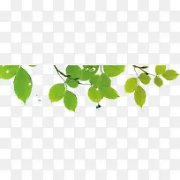 嫩绿树枝树叶植物-空若网 嫩绿树枝树叶植物-空若网