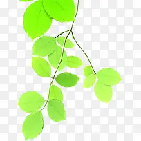 ������֦��Ҷ-������