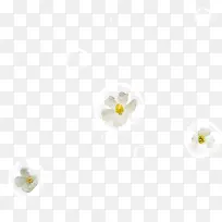 气泡里的白色小花-空若网 气泡里的白色小花-空若网