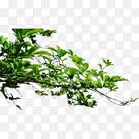 向右延伸的绿色树枝-空若网 向右延伸的绿色树枝-空若网