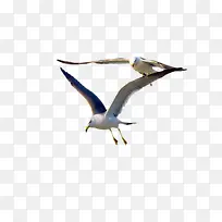 可爱的海鸥-空若网 可爱的海鸥-空若网