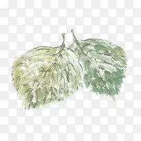 手绘菜叶-空若网 手绘菜叶-空若网