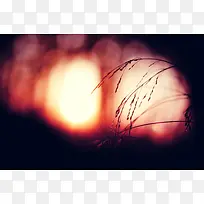 模糊秋日植物树枝-空若网 模糊秋日植物树枝-空若网