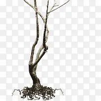 高清创意摄影秋天的枯木-空若网 高清创意摄影秋天的枯木-空若网