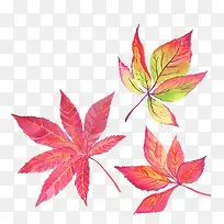 手绘枫叶-空若网 手绘枫叶-空若网