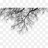 实物枯树枝-空若网 实物枯树枝-空若网